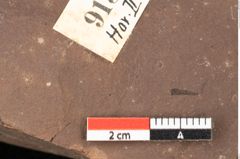 Foto (Detailsansicht) von Quercus palaeoilex Ettingshausen (NHMW-GEO-2024-0188-0915)